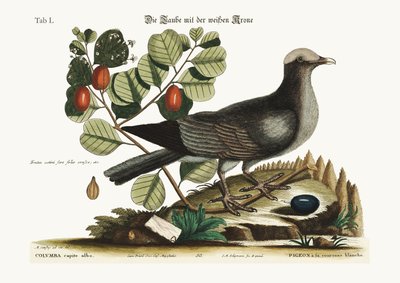 The White-Crowned Pigeon, 1749-73 by Mark Catesby
